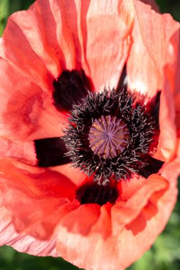 Kırmızı haşhaş yakın planda. Güzel kırmızı gelincik üst görüntüsü. Yakın plan.