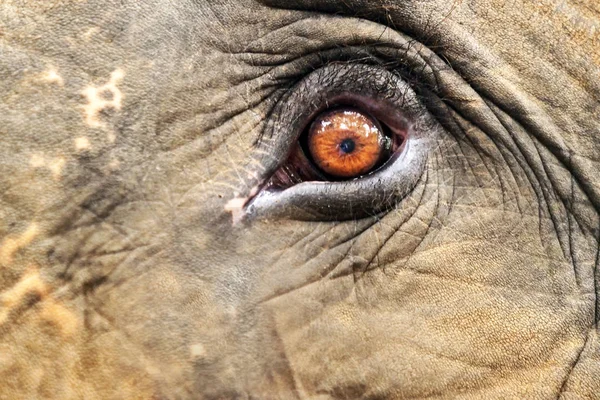 Macro Shot Elephant Eye Full Frame Apple Eye — Stock Photo, Image