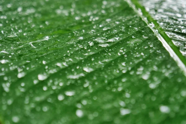 Macro Extra Gocce Acqua Una Foglia Pianta Beneficiaria Concetto Cura — Foto Stock