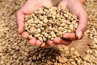 Kahve çekirdekleri yığını bir koku ve tutarlılık için ham tutmak yardım Close-up. Kavramı: gevşeme, aroma ve parfüm.