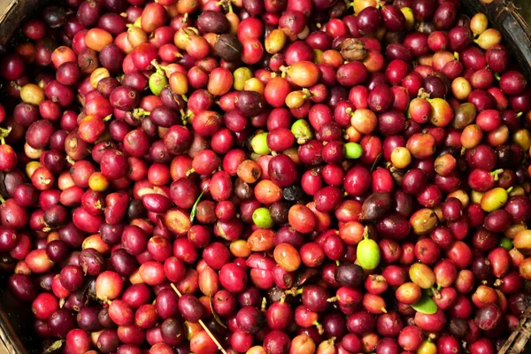 Close-up of a heap of coffee berries to smell and consistency.  Concept of: relaxation, aroma.