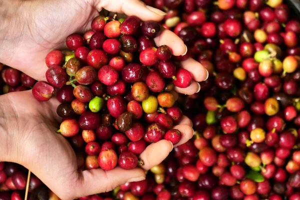 Nahaufnahme Der Hände Die Einen Haufen Kaffeebeeren Aufbewahren Geruch Und — Stockfoto