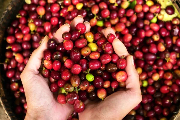 Close Hands Keeping Heap Coffee Berries Smell Consistency Concept Relaxation — Stock Photo, Image