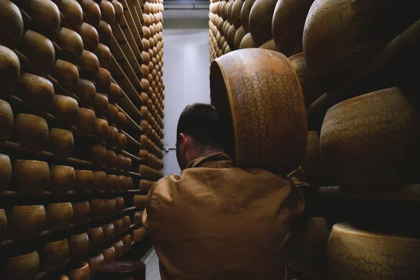 奶酪制造商人携带帕尔马奶酪附近的货架与许多奶酪的背面视图 免版税图库图片
