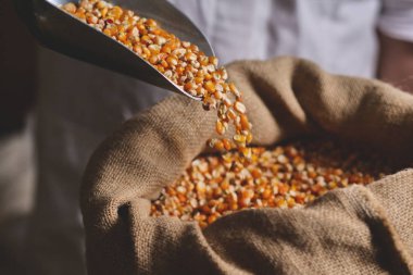 Bir çiftçinin bir el Mısır kalitesi ve hammadde özünü hissetmek, bir avuç alır. Kavramı: gelenek, tarım, Mısır, doğa sevgisi.