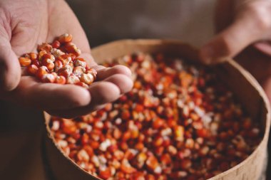 Bir çiftçinin bir el Mısır kalitesi ve hammadde özünü hissetmek, bir avuç alır. Kavramı: gelenek, tarım, Mısır, doğa sevgisi.