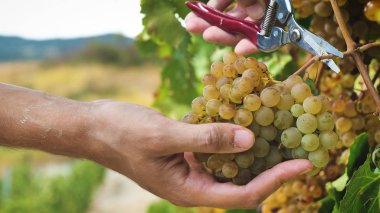 Adam çiftçi üzüm bağları, seçili üzüm İtalya'da büyük hasat zamanı demetleri toplar hasat Eylül ayında. biyolojik kavramı kimlik, organik gıda ve iyi şarap el yapımı