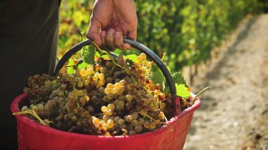 Adam çiftçi üzüm bağları, seçili üzüm İtalya'da büyük hasat zamanı demetleri toplar hasat Eylül ayında. biyolojik kavramı kimlik, organik gıda ve iyi şarap el yapımı