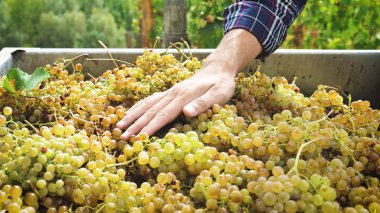 çiftçinin Eylül ayında hasat üzüm bağları, onay ve toplar için iki eli seçili üzüm İtalya'da büyük hasat zamanı demetleri. Biyo kavramı, organik gıda, Doğa ve iyi şarap el yapımı