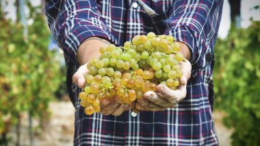 Üzüm bağları, toplamak ve gösteri üzüm hasat için adam Eylül ayında İtalya'da büyük hasat zamanı demetleri. Biyo kavramı, organik gıda, Doğa ve iyi şarap el yapımı