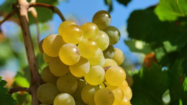 Makro çekim üzüm bir grup gökyüzü ve sevgi ve şarap üretimi için çekilmek üzere hazır ile ekili bağ yeşil dalmış. Kavramı: biyo, Doğa, üzüm, tarım