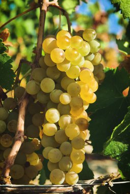 Makro çekim üzüm bir grup gökyüzü ve sevgi ve şarap üretimi için çekilmek üzere hazır ile ekili bağ yeşil dalmış. Kavramı: biyo, Doğa, üzüm, tarım