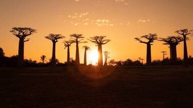 Madagaskar panoramik romantik gündoğumu. akşam güneşi ile baobab ağaçlarının flare