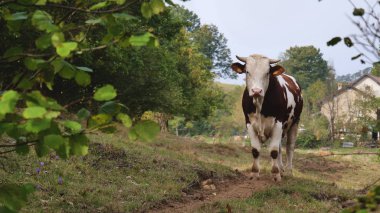 Yakın çekim bir inek otlatma çim yeme içine belgili tanımlık oda görünüyor doğa dalmış. Kavramı: doğa, süt, gelenek, sağlıklı gıdalar, vegan