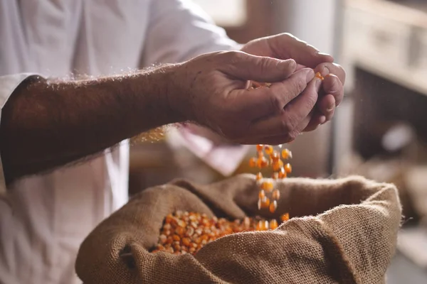 Une Main Agriculteur Prend Une Poignée Maïs Pour Sentir Qualité — Photo