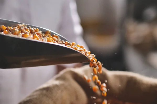 Hand Farmer Takes Handful Maize Feel Quality Essence Raw Material — Stock Photo, Image