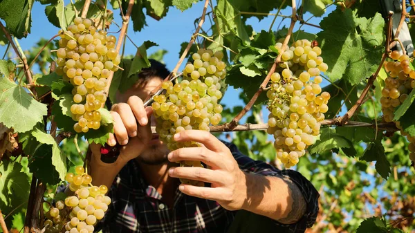 Man Bonde September Att Skörda Vingårdar Samlar Utvalda Druvan Klasar — Stockfoto