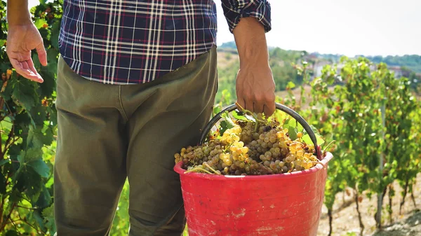 Homem Agricultor Setembro Para Colher Vinhas Recolhe Cachos Uvas Selecionados — Fotografia de Stock