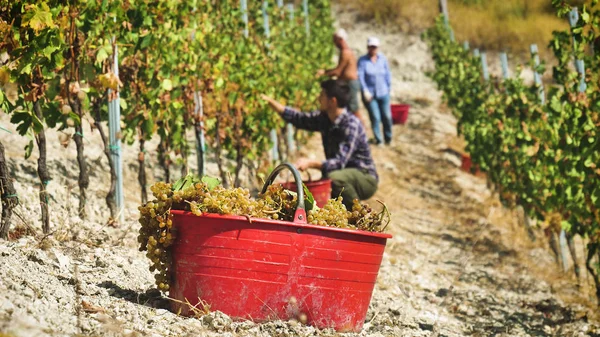 Homem Agricultor Setembro Para Colher Vinhas Recolhe Cachos Uvas Selecionados — Fotografia de Stock