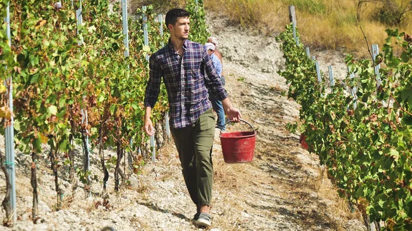 Homem Agricultor Setembro Para Colher Vinhas Recolhe Cachos Uvas Selecionados — Fotografia de Stock