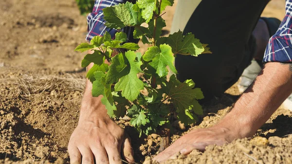 A man in a vineyard planting vine plants, and planted the earth around to make them grow healthy and prepare for wine production. Concept of: nature, wine, bio, agriculture.