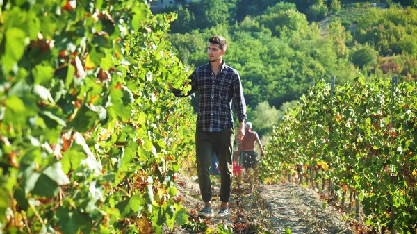 Férfi Farmer Szeptemberben Szőlőültetvények Összegyűjti Kijelölt Szőlő Fürtök Olaszországban Nagy — Stock Fotó