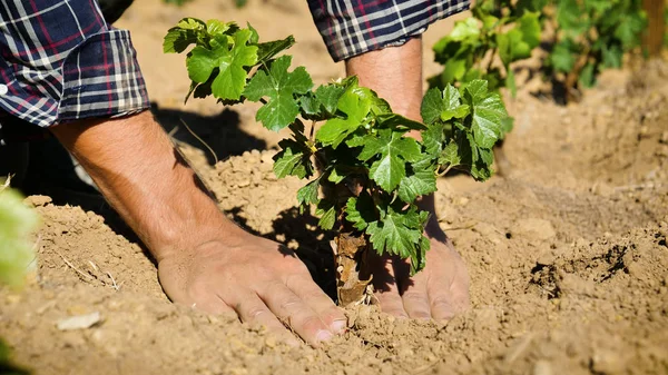 Homme Dans Vignoble Plantant Des Plantes Vigne Planté Terre Autour — Photo