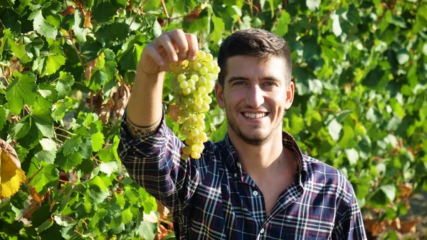 Uomo Nel Mese Settembre Vendemmia Dei Vigneti Raccogliere Mostrare Grappoli — Foto Stock