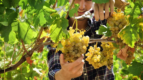 Homme Agriculteur Septembre Pour Récolter Des Vignobles Recueille Les Grappes — Photo