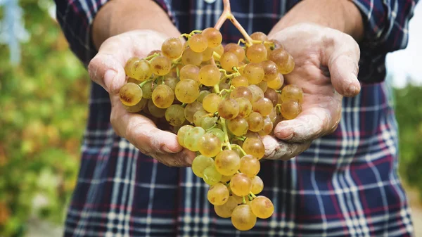 Homme Septembre Pour Récolter Des Vignes Recueillir Montrer Des Grappes — Photo