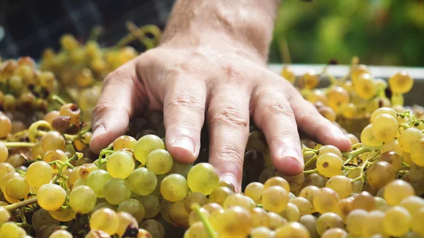 Hand Bonden Toches Försiktigt September Att Skörda Vingårdar Kontrollera Och — Stockfoto