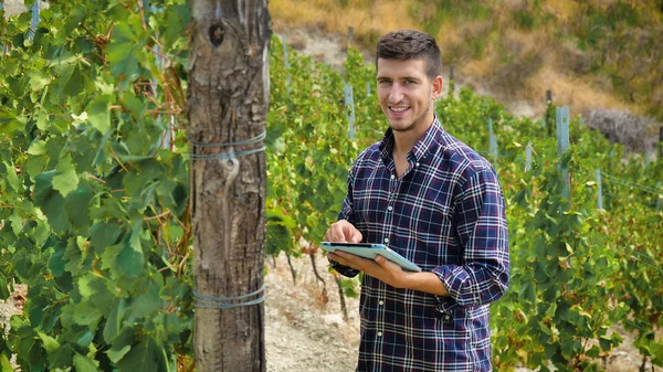 추적을 이탈리아 와인의 생산에 태블릿 남자가 바이오 자연과 — 스톡 사진