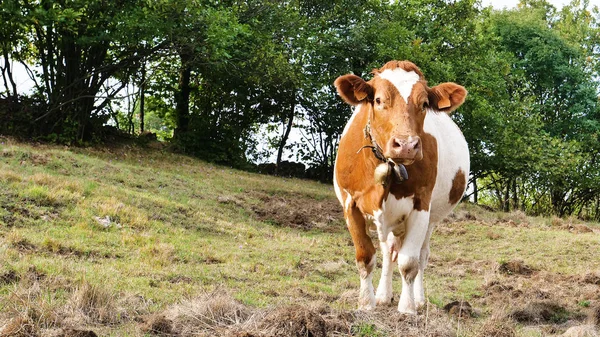 Primer Plano Una Vaca Pastando Comiendo Hierba Inmersa Naturaleza Que — Foto de Stock