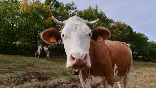 Primer Plano Una Vaca Pastando Comiendo Hierba Inmersa Naturaleza Que — Foto de Stock