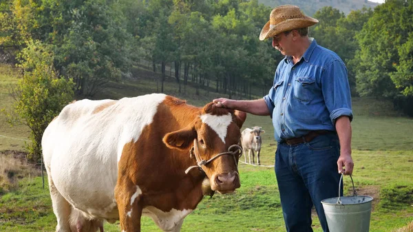 Granjero Vacas Vaca Naturaleza Acuerdo Con Las Tradiciones Antiguas Criador — Foto de Stock