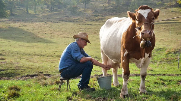 Granjero Cría Cría Vaca Naturaleza Acuerdo Con Las Tradiciones Antiguas — Foto de Stock