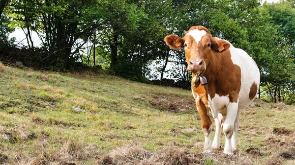 Primer Plano Una Vaca Pastando Comiendo Hierba Inmersa Naturaleza Que — Foto de Stock