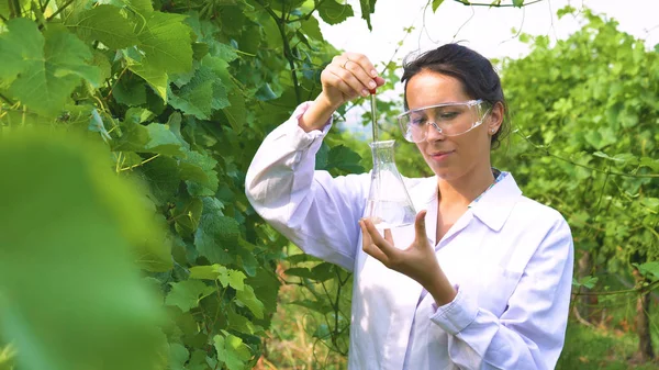 Scientifique Médecin Femme Manteau Blanc Debout Dans Vignoble Vert Tenant — Photo