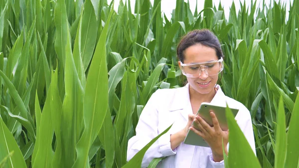 Mulher Bióloga Casaco Branco Campo Milho Verde Com Tablet Digital — Fotografia de Stock