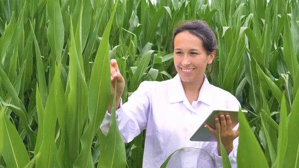 Cientista Médico Mulher Casaco Branco Campo Milho Verde Verificando Folhas — Fotografia de Stock