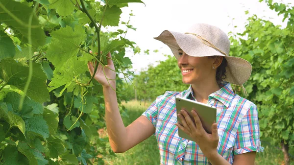 Perempuan Petani Profesional Memeriksa Perkebunan Anggur — Stok Foto