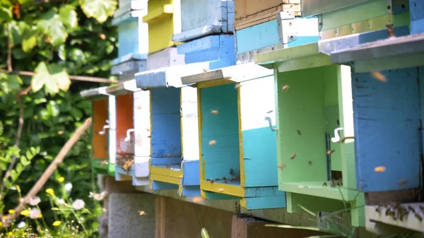 Bunte Bunte Bienenstock Hausgemachte Bienen Machen Waben Extrahieren Honig Zur — Stockfoto