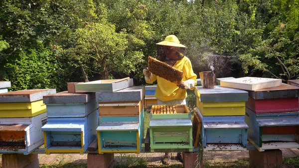 养蜂人在养蜂人的野兽中照看蜜蜂 大量蜂蜜 纯天然产品 有用的产品 黄色金色蜂蜜 — 图库照片