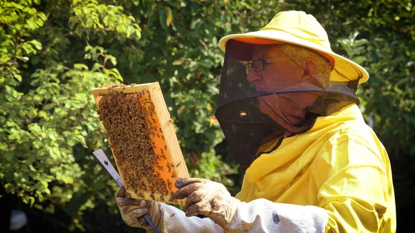 Apicultor Cuida Abejas Panales Mucha Miel Bestia Protectora Apicultor Concepto — Foto de Stock