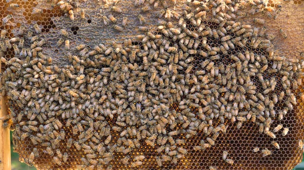 Beehive bee, domestic bees make honeycombs, extract honey, for procreation, hardworking. Concept: yellow gold honeycomb, fresh honey, natural product, reproduction of bees, swarm of bees, wax, new.