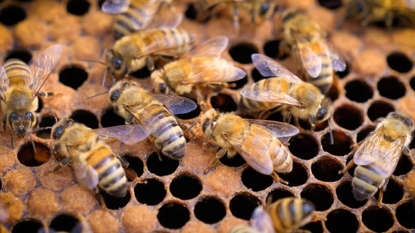 蜂の巣の蜂 国内のミツバチは ハニカム 勤勉のための蜂蜜を抽出を作る コンセプト イエロー ゴールド ハニカム 新鮮な蜂蜜 天然物 — ストック写真