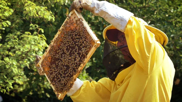 Apicultor Cuida Abejas Panales Mucha Miel Bestia Protectora Apicultor Concepto — Foto de Stock