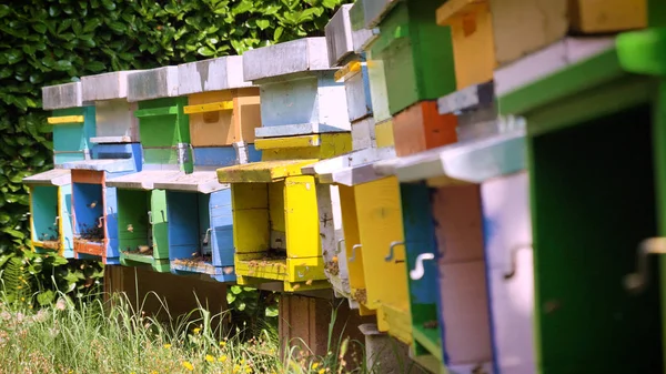 Bunte Bunte Bienenstock Hausgemachte Bienen Machen Waben Extrahieren Honig Zur — Stockfoto