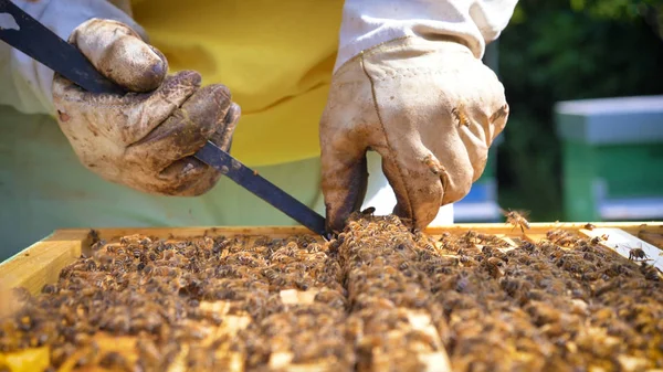Pszczelarz Wygląda Pszczół Plastrów Miodu Dużo Miodu Ochronne Pszczelarz Bestii — Zdjęcie stockowe