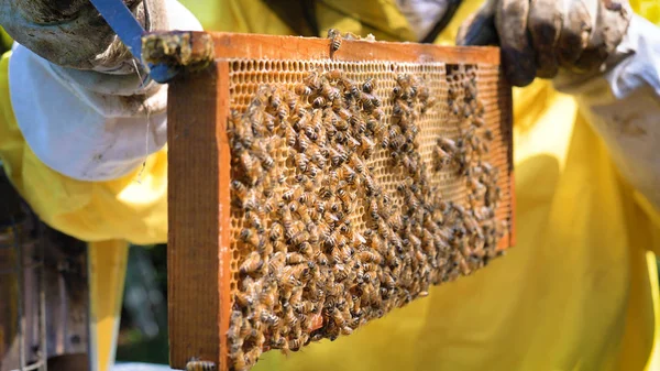 Apicultor Cuida Abejas Panales Mucha Miel Bestia Protectora Apicultor Concepto — Foto de Stock